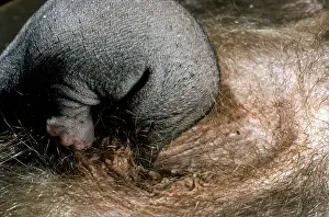 Tachyglossus: Short-beaked Echidna