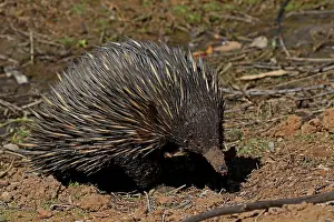 Echidna: Short-beaked Echidna