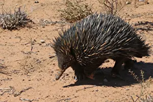 Echidna: Short-beaked Echidna