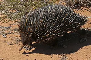 Echidna: Short-beaked Echidna