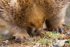 Echidnas: Short-beaked Echidna - adult digging in the ground