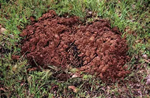 Echidnas: Short-beaked Echidna - burrowing in defence