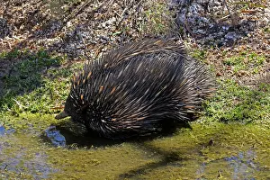 Echidna: Short-beaked Echidna about to cross small stream