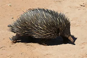 Echidna: Short-beaked Echidna in desert