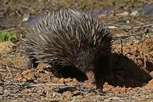 Digging: Short-beaked Echidna while digging