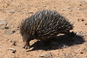 Digging: Short-beaked Echidna after digging for food