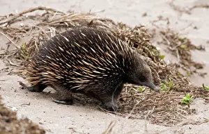 Anteater: Short-beaked Echidna - foraging for ants on sand dunes - a m
