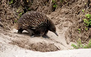 Anteater: Short-beaked Echidna - foraging for ants on sand dunes - a m