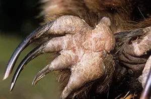 Toes: Short-beaked Echidna - rear foot