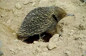 Tachyglossus: Short-beaked echidna (Tachyglossus aculeatus )