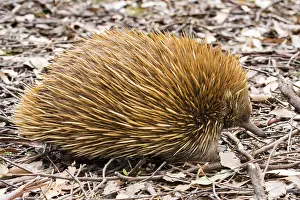 Tachyglossus: Short-beaked echidna (Tachyglossus aculeatus), Kangaroo