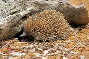 Tachyglossus: Short-beaked echidna (Tachyglossus aculeatus), adult