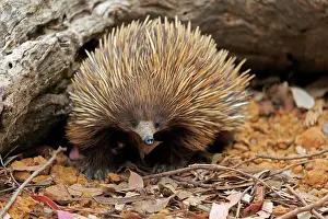 Tachyglossus: Short-beaked echidna (Tachyglossus aculeatus), adult