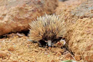 Tachyglossus: Short-beaked echidna, Tachyglossus aculeatus), adult