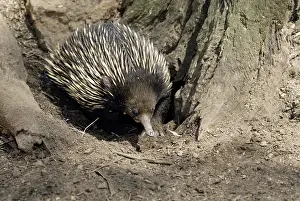Tachyglossus: Short-beaked Echidna (Tachyglossus aculeatus), adult