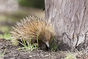 Hibernating: Short-beaked Echidna (Tachyglossus aculeatus), Australia