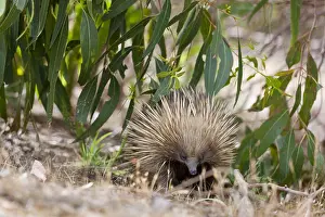 Hibernating: Short-beaked Echidna (Tachyglossus aculeatus), Australia