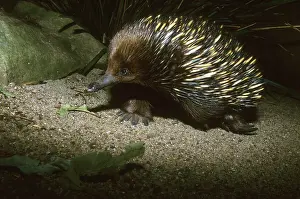 Unique: Short Beaked Echidna, (Tachyglossus aculeatus)