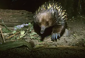 Unique: Short Beaked Echidna, (Tachyglossus aculeatus)