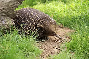 Tachyglossus: Short-beaked echidna (Tachyglossus aculeatus), adult