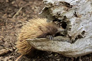 Tachyglossus: Short-beaked echidna (Tachyglossus aculeatus), adult