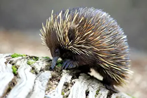 Anteater: Short-beaked Echidna (Tachyglossus aculeatus) adult