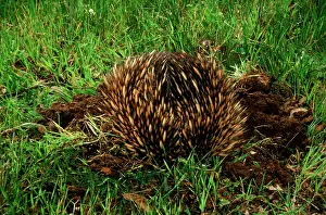 Tachyglossus: Short-beaked echidna (Tachyglossus aculeatus) burrowing