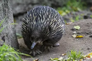 Tachyglossus: Short-beaked echidna (Tachyglossus aculeatus) foraging f