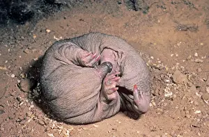 Echidnas: Short-beaked Echidna - young in burrow