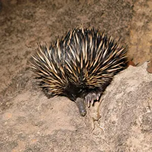 Anteaters: Short-beaked / short-nosed / Spiny ECHIDNA - Also