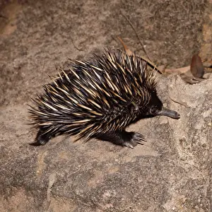 Anteaters: Short-beaked / short-nosed / Spiny ECHIDNA - Also