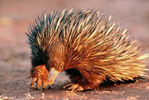 Anteater: Short-beaked / short-nosed / Spiny ECHIDNA - Also