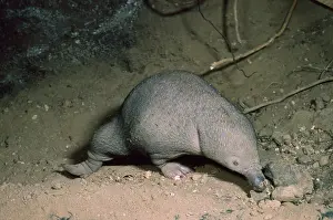 Anteater: Short-beaked / short-nosed / Spiny ECHIDNA - Also