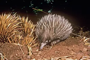 Anteater: Short-beaked / short-nosed / Spiny ECHIDNA - Also