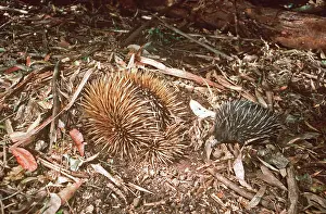 Anteater: Short-beaked / short-nosed / Spiny ECHIDNA - Also