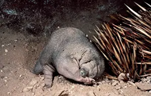 Anteater: Short-beaked / short-nosed / Spiny ECHIDNA - Also