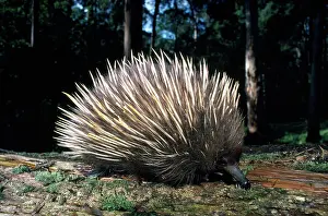 Anteater: Short-beaked / short-nosed / Spiny ECHIDNA - Also