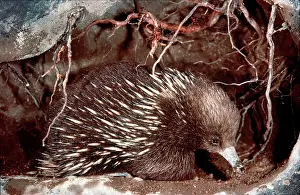 Anteater: Short-beaked / short-nosed / Spiny ECHIDNA - Also