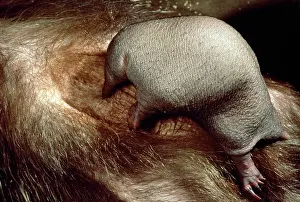 Anteater: Short-beaked / short-nosed / Spiny ECHIDNA - Also