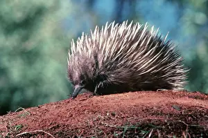 Anteater: Short-beaked / short-nosed / Spiny ECHIDNA - Also