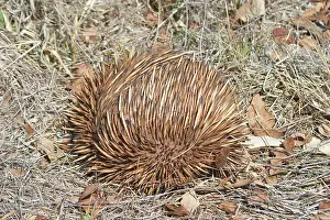 Anteater: Short-beaked / short-nosed / Spiny ECHIDNA - Also