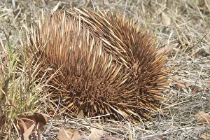 Anteater: Short-beaked / short-nosed / Spiny ECHIDNA - Also