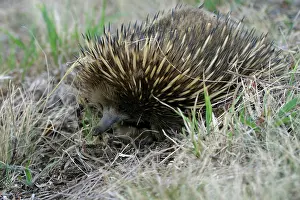 Anteater: Short-beaked / short-nosed / Spiny ECHIDNA - Also