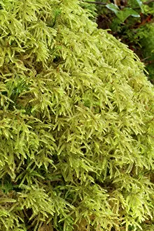 Beaked: Short-beaked wood-moss - Le Gouffre, Le Huelgoat