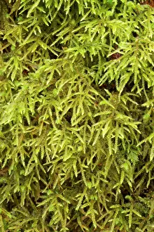 Beaked: Short-beaked wood-moss - Le Gouffre, Le Huelgoat