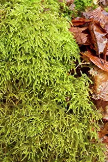 Beaked: Short-beaked wood-moss - Le Gouffre, Le Huelgoat