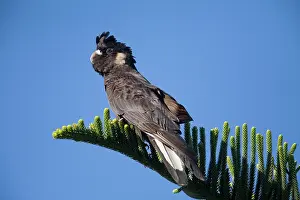 Carnaby: Short-billed Black-Cockatoo / Carnaby's Black-Cockatoo