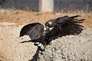 Carnaby: Short-billed Black-Cockatoo / Carnaby's Black-Cockatoo