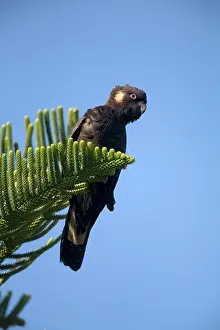 Carnaby: Short-billed Black-Cockatoo / Carnaby's Black-Cockatoo