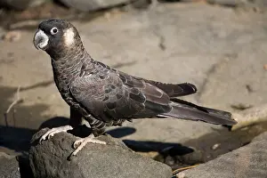 Carnaby: Short-billed Black-Cockatoo / Carnaby's Black-Cockatoo